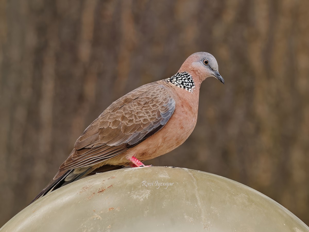 Spotted Dove - ML619559068