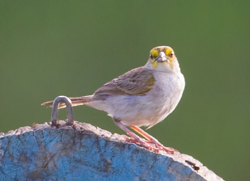 Yellow-browed Sparrow - ML619559072
