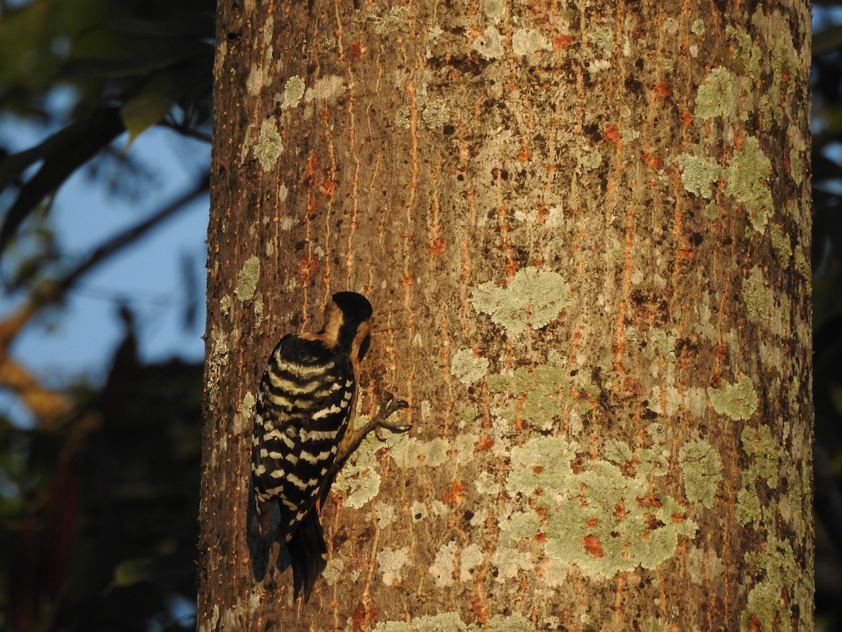 Fulvous-breasted Woodpecker - ML619559083