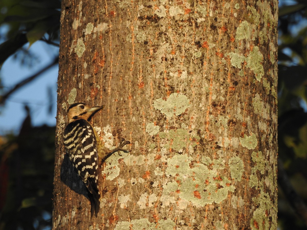 Fulvous-breasted Woodpecker - ML619559084