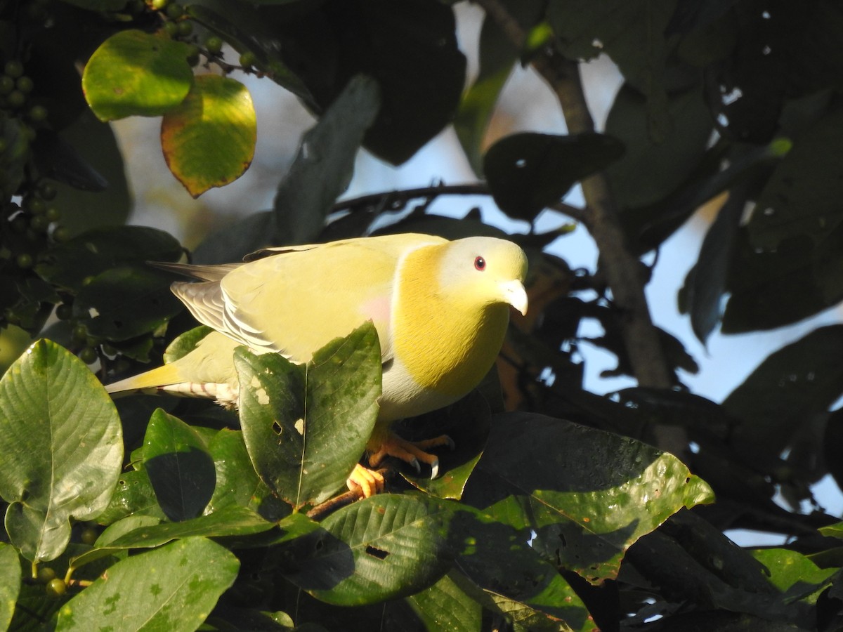 Yellow-footed Green-Pigeon - ML619559102