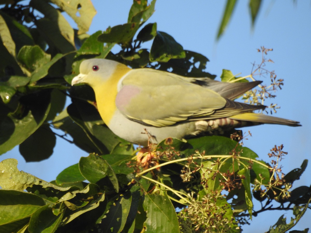 Yellow-footed Green-Pigeon - ML619559103