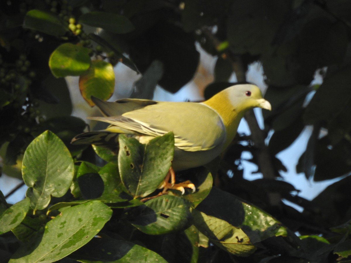 Yellow-footed Green-Pigeon - ML619559104