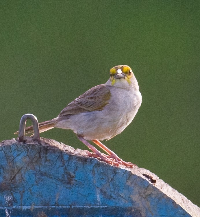 Yellow-browed Sparrow - ML619559119