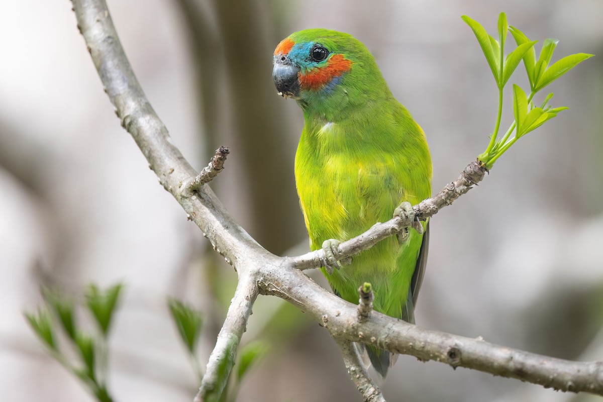 Double-eyed Fig-Parrot (Double-eyed) - ML619559120