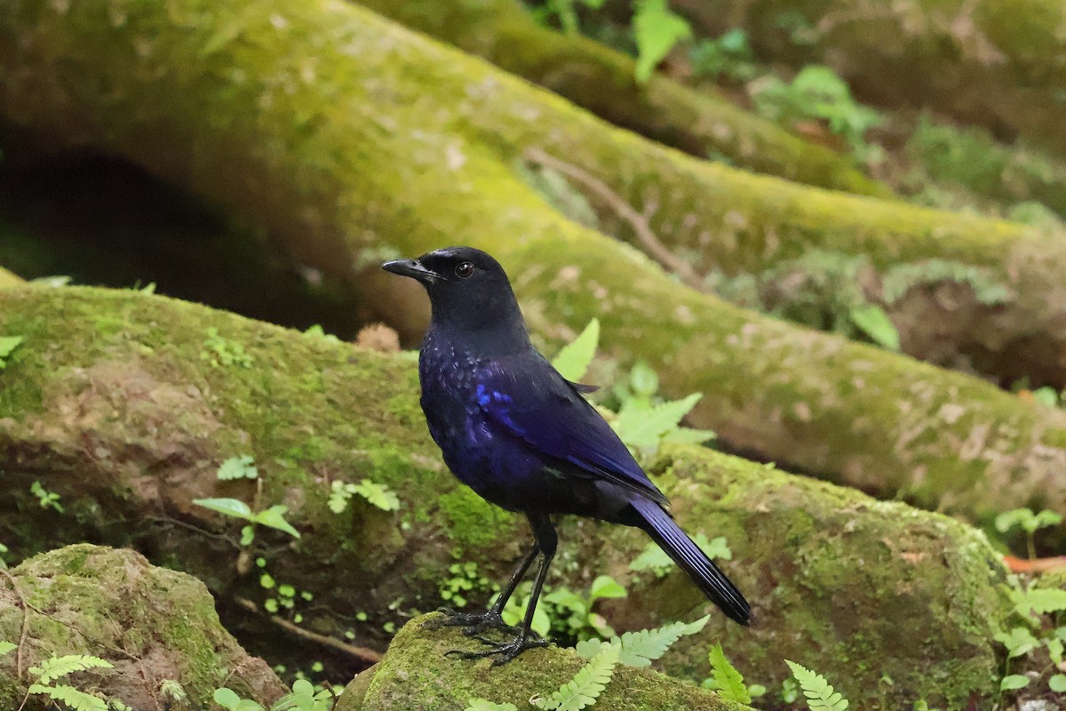 Тайваньская синяя птица - ML619559121