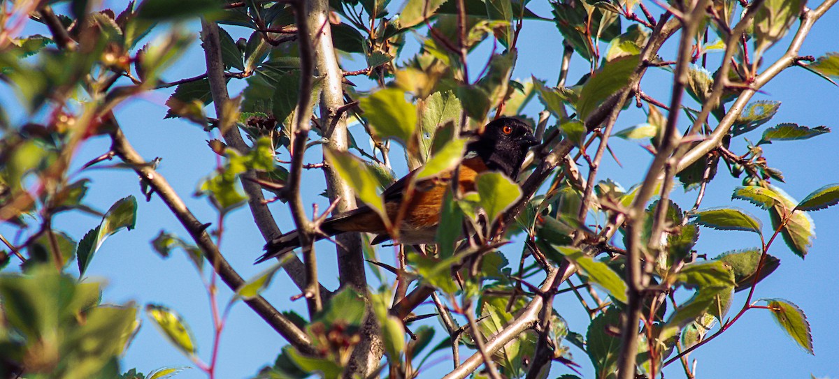 Spotted Towhee - ML619559130