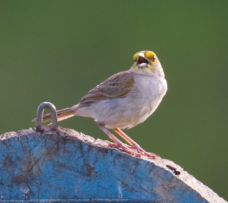 Yellow-browed Sparrow - ML619559135
