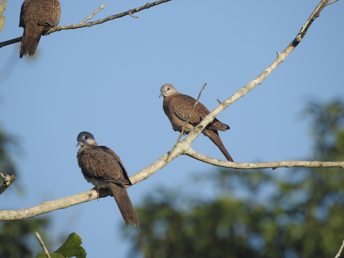 Spotted Dove - ML619559148
