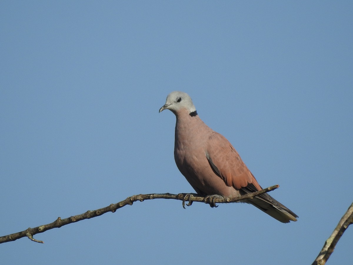 Red Collared-Dove - ML619559154