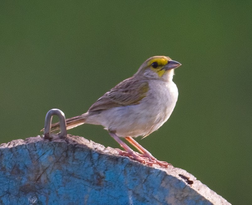 Yellow-browed Sparrow - ML619559156