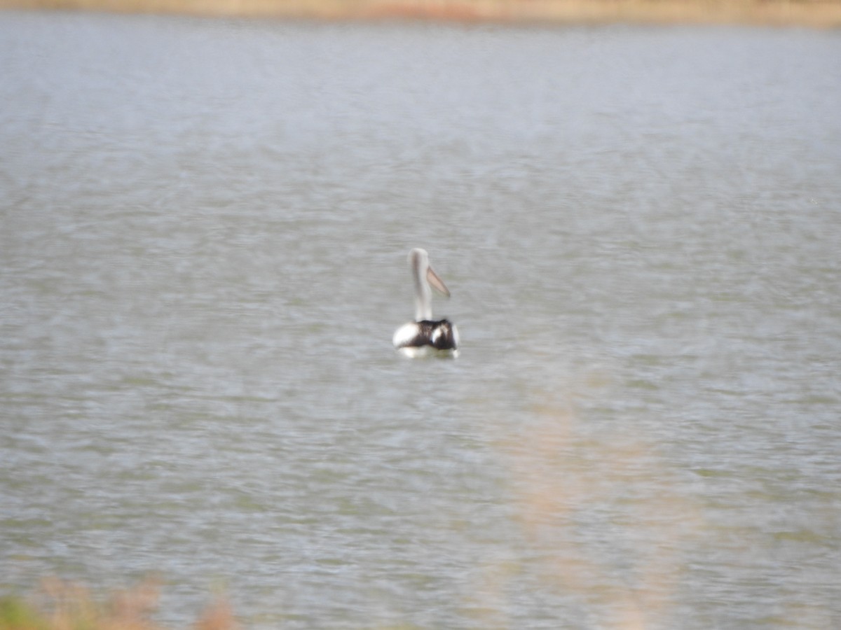 pelikán australský - ML619559161