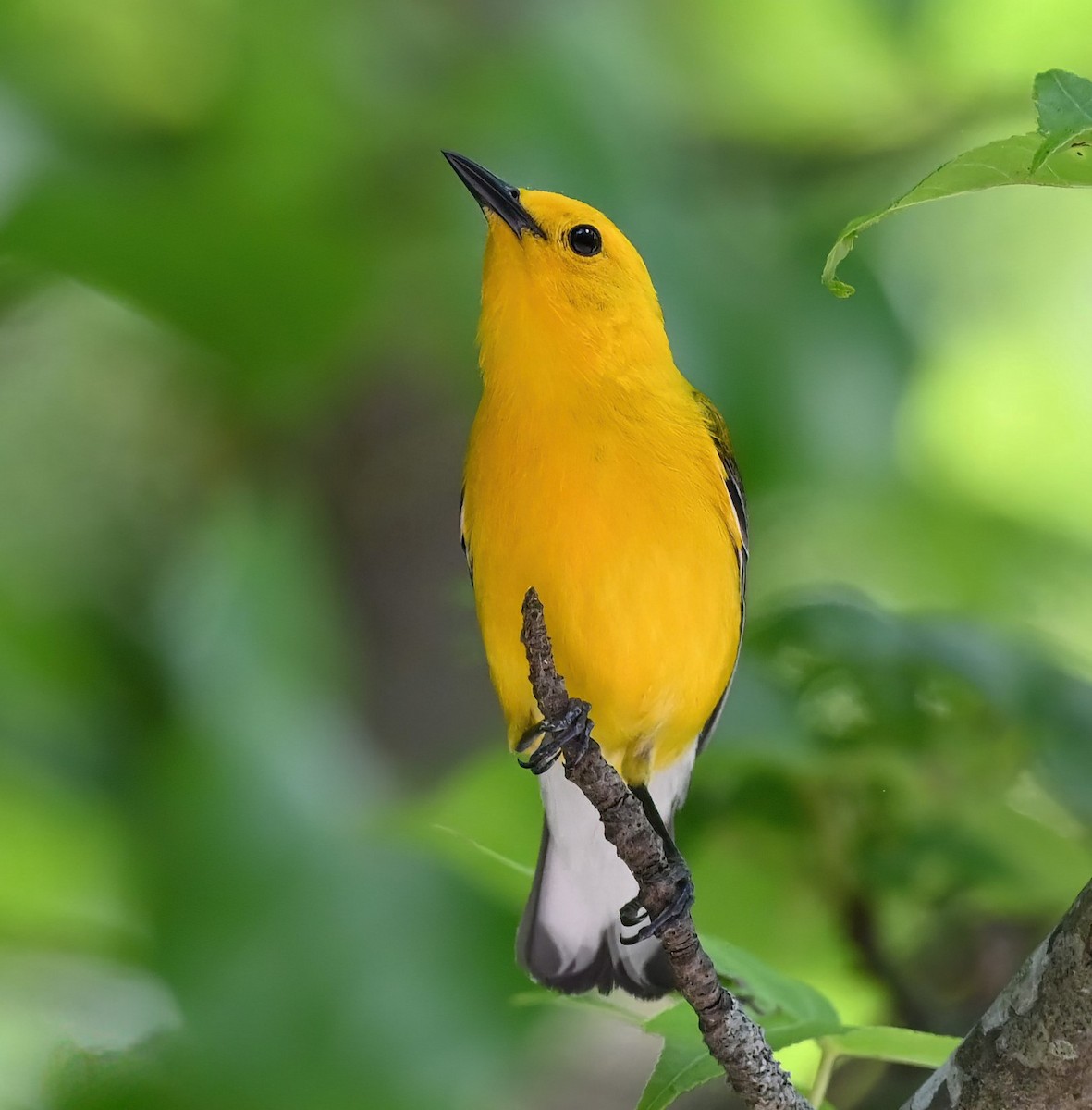 Prothonotary Warbler - ML619559180