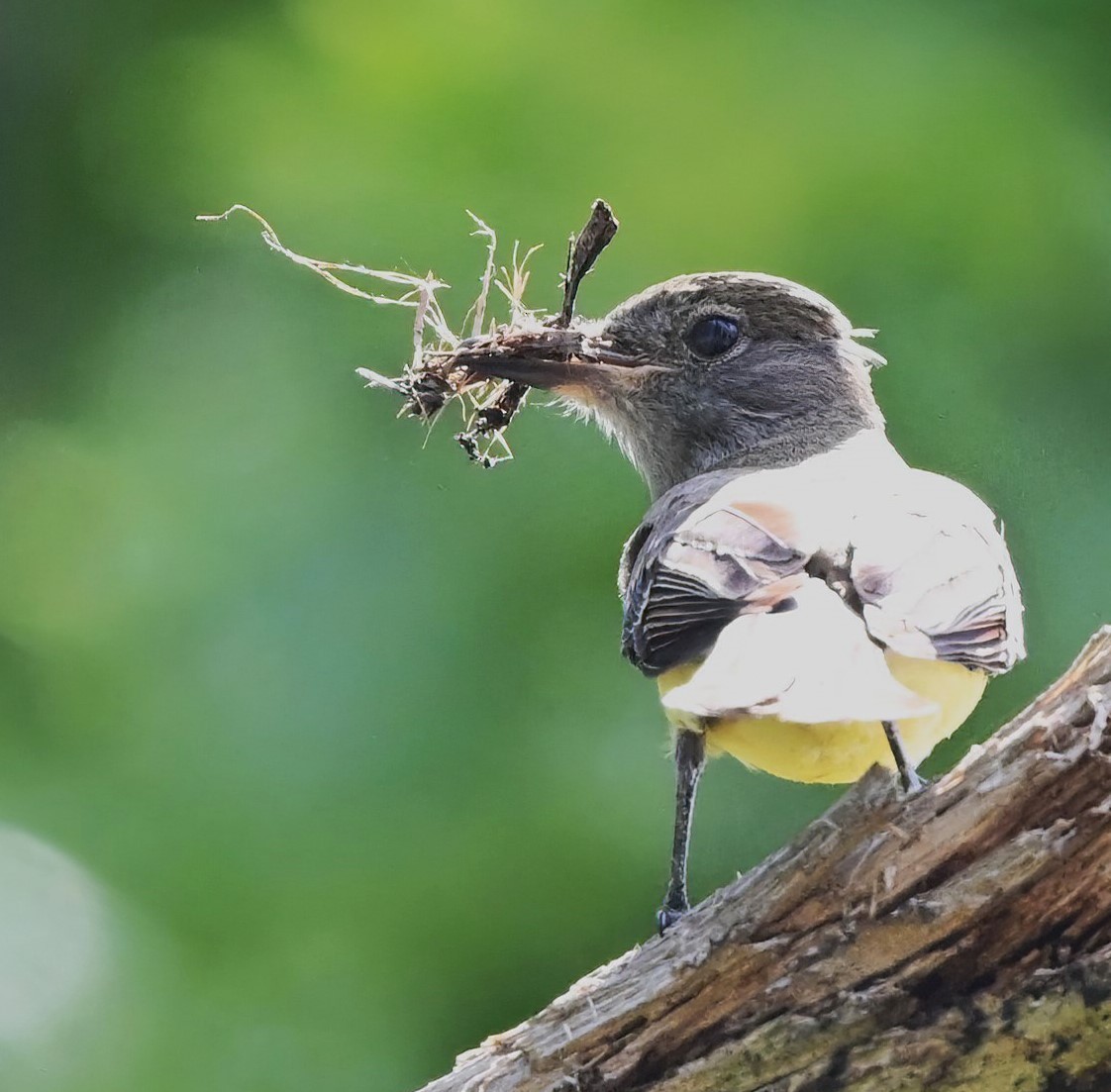 Great Crested Flycatcher - ML619559202