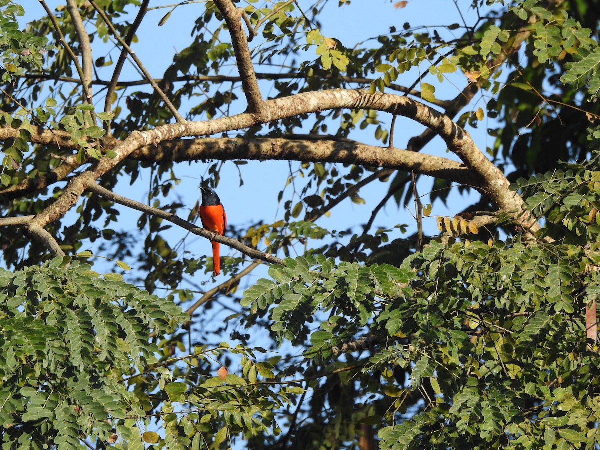 赤紅山椒鳥 - ML619559206