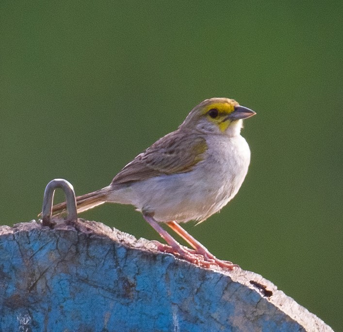 Yellow-browed Sparrow - ML619559211