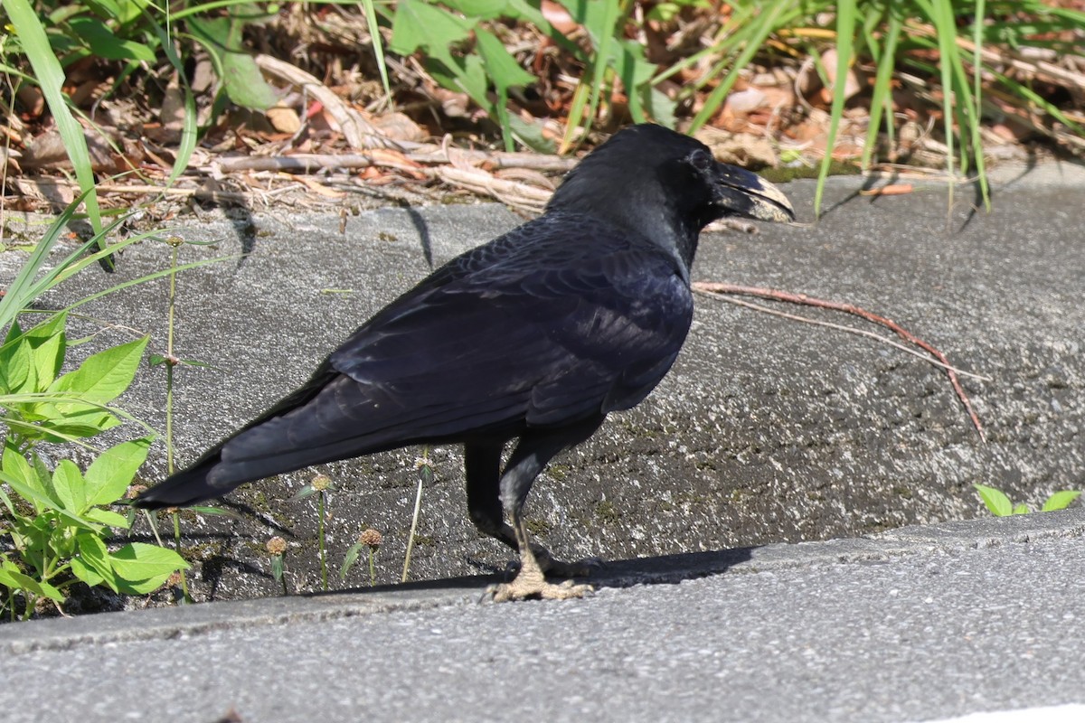 Large-billed Crow - ML619559224