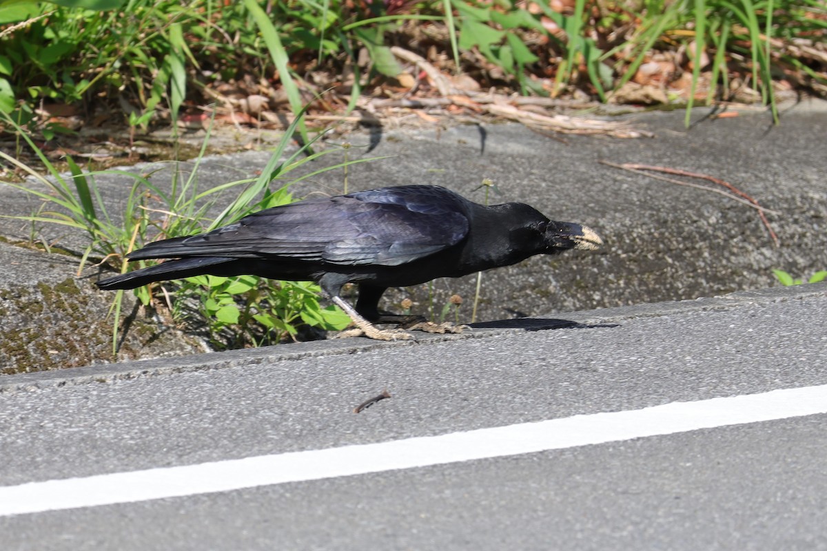 Large-billed Crow - ML619559225