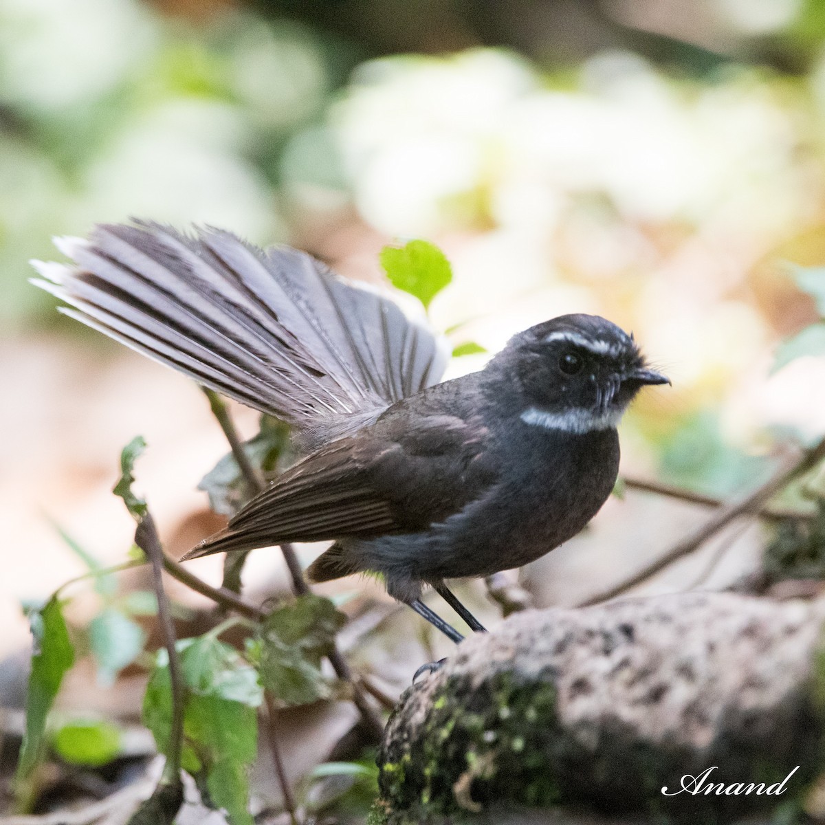 White-throated Fantail - ML619559228