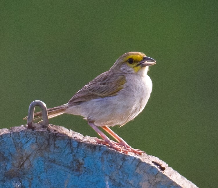 Yellow-browed Sparrow - ML619559229