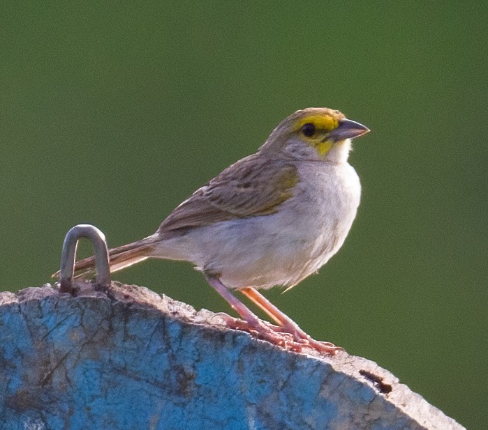 Yellow-browed Sparrow - ML619559241