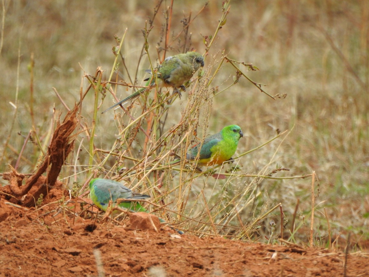 Red-rumped Parrot - ML619559244