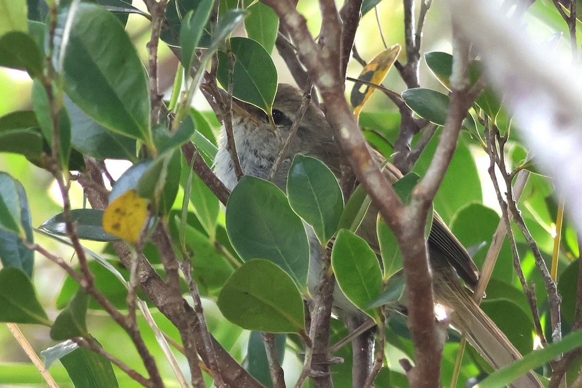 Japanese Bush Warbler - ML619559289