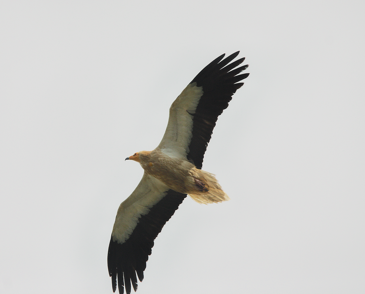 Egyptian Vulture - ML619559311