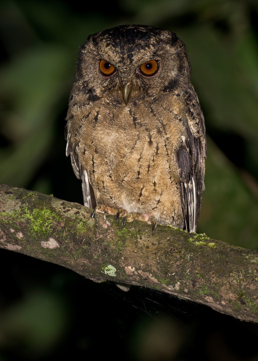 Sunda Scops-Owl - ML619559323