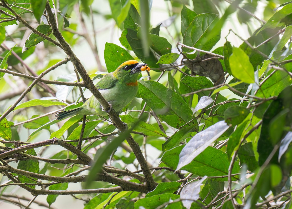 Flame-fronted Barbet - ML619559325