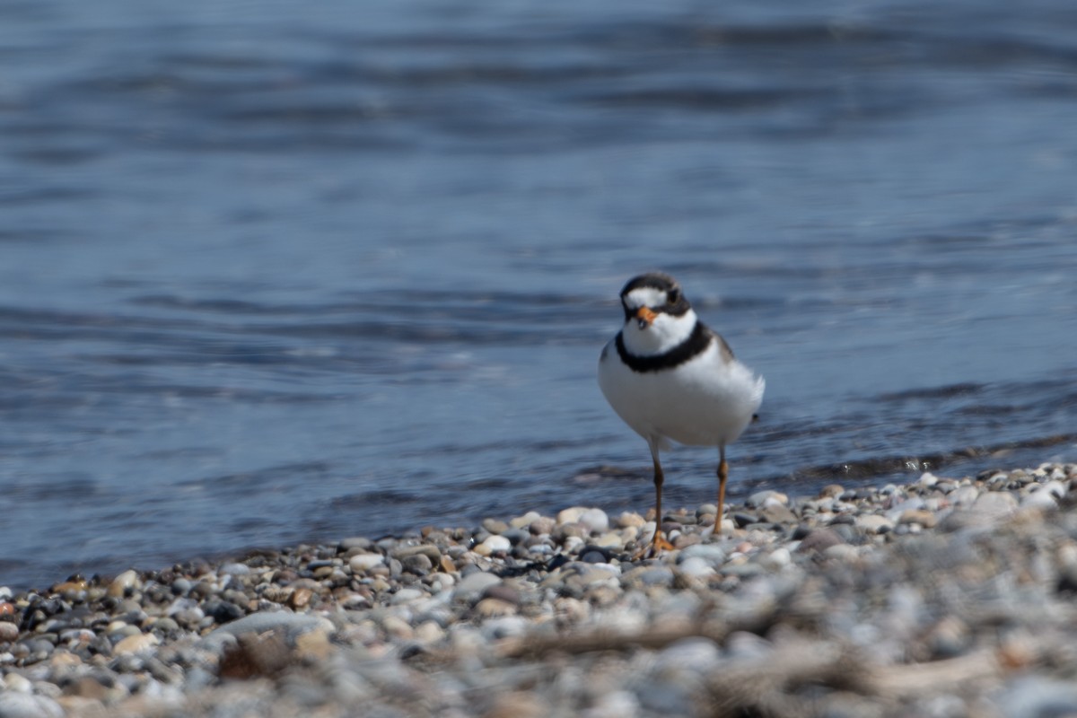 Semipalmated Plover - ML619559351