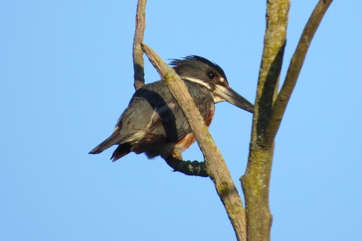 Belted Kingfisher - ML619559374