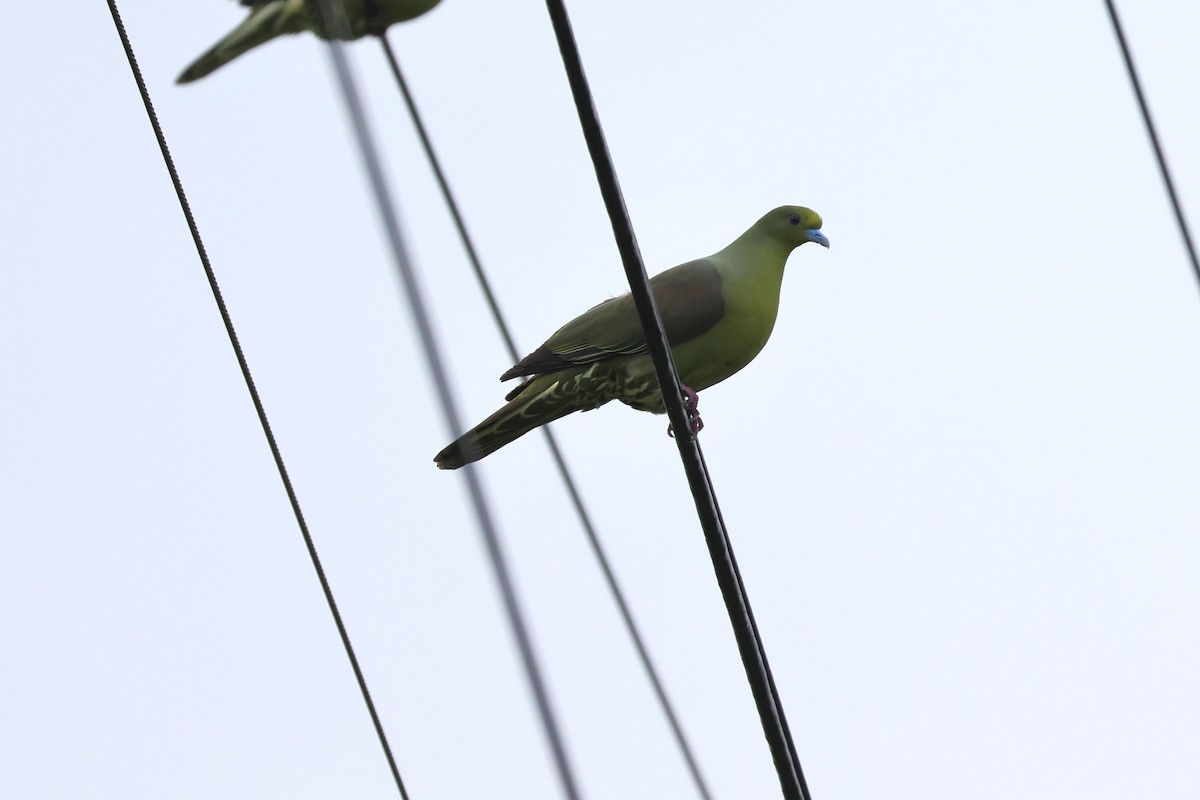 Whistling Green-Pigeon - ML619559390