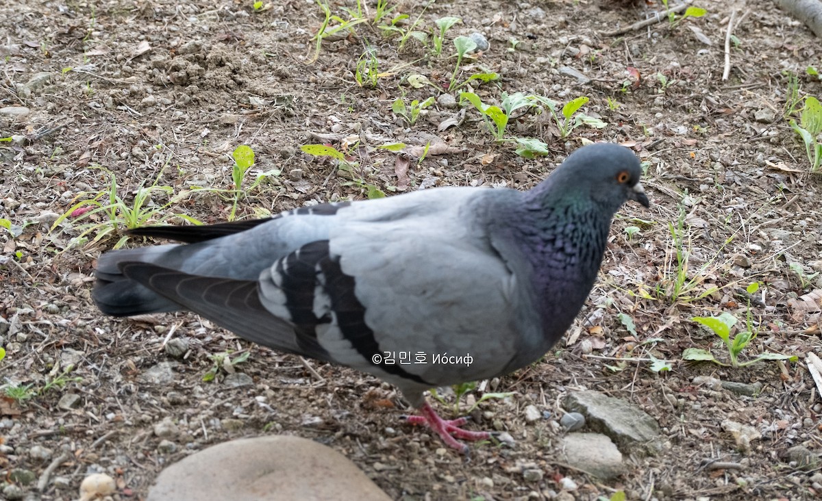 Rock Pigeon (Feral Pigeon) - ML619559400