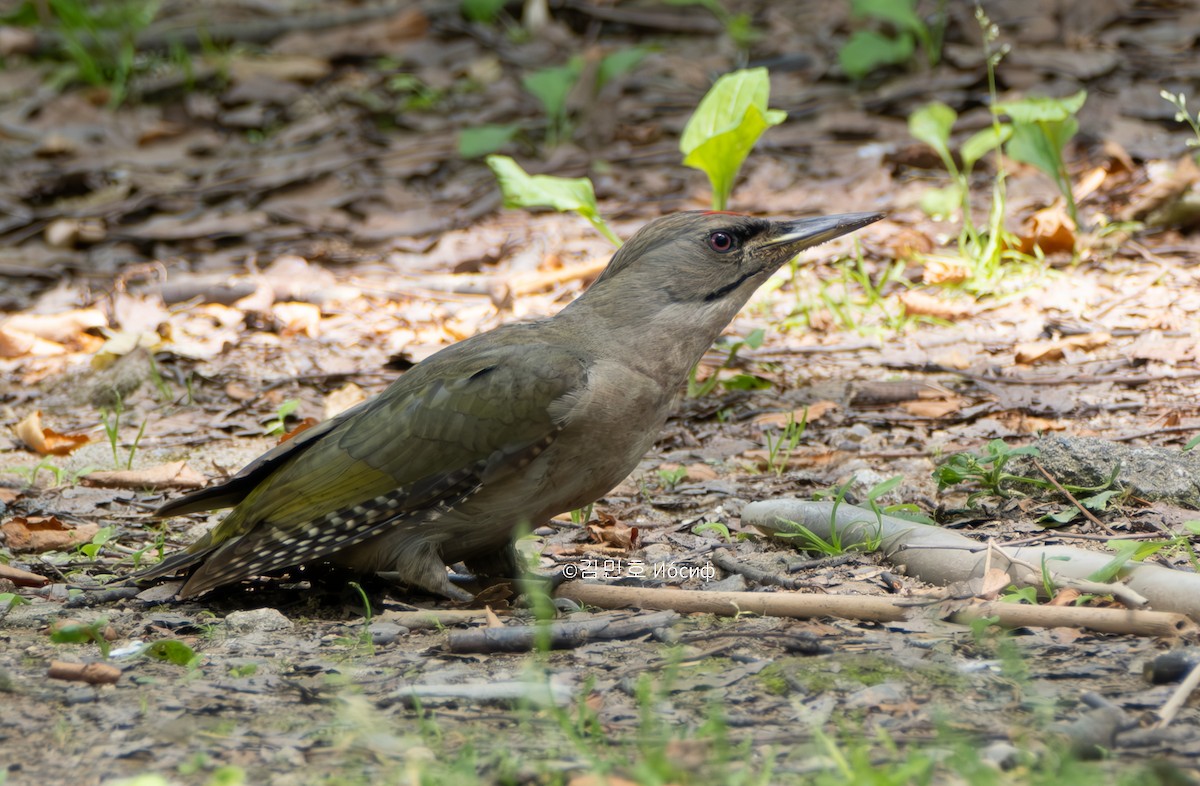Gray-headed Woodpecker - ML619559406