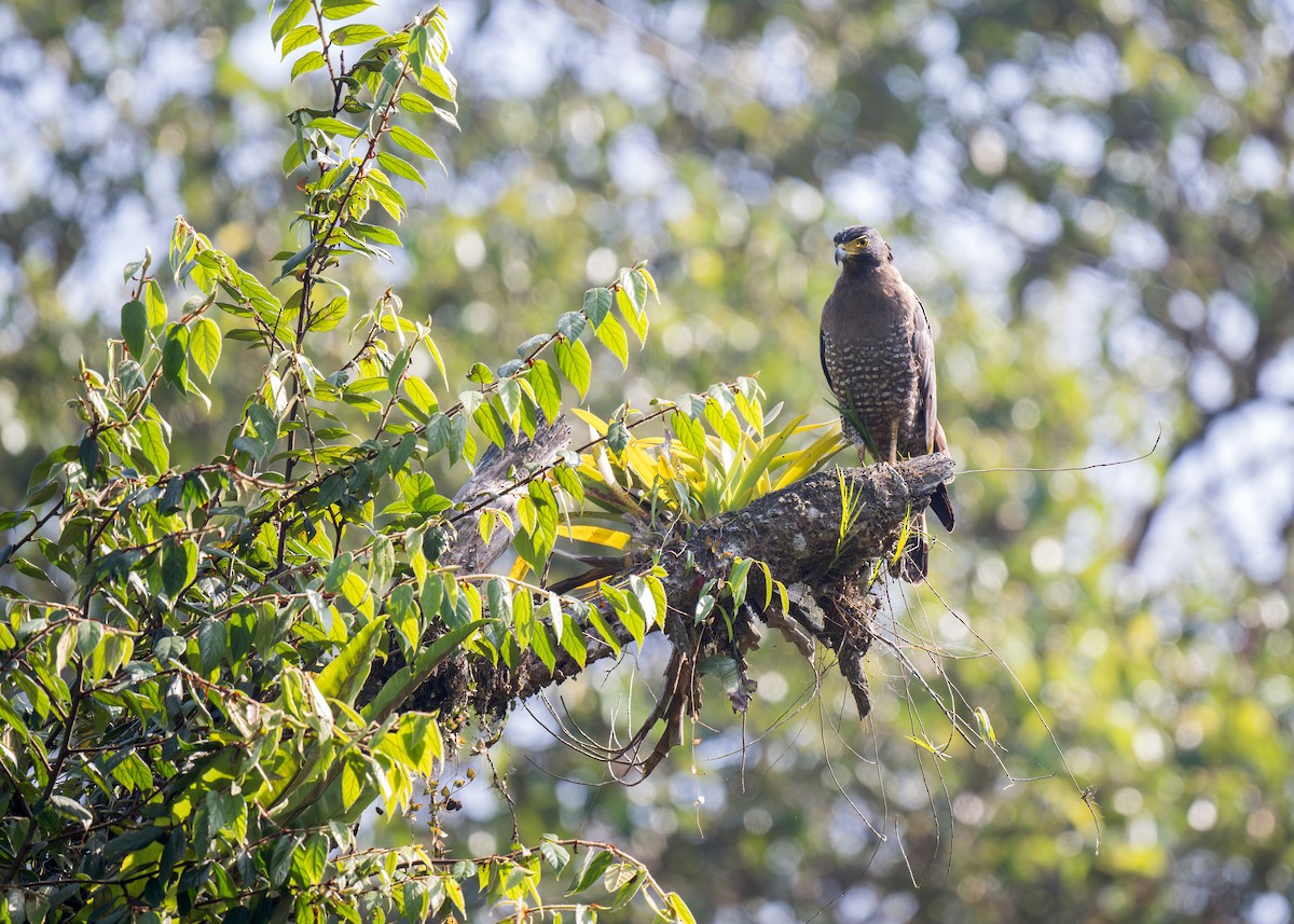 Crested Serpent-Eagle - ML619559413