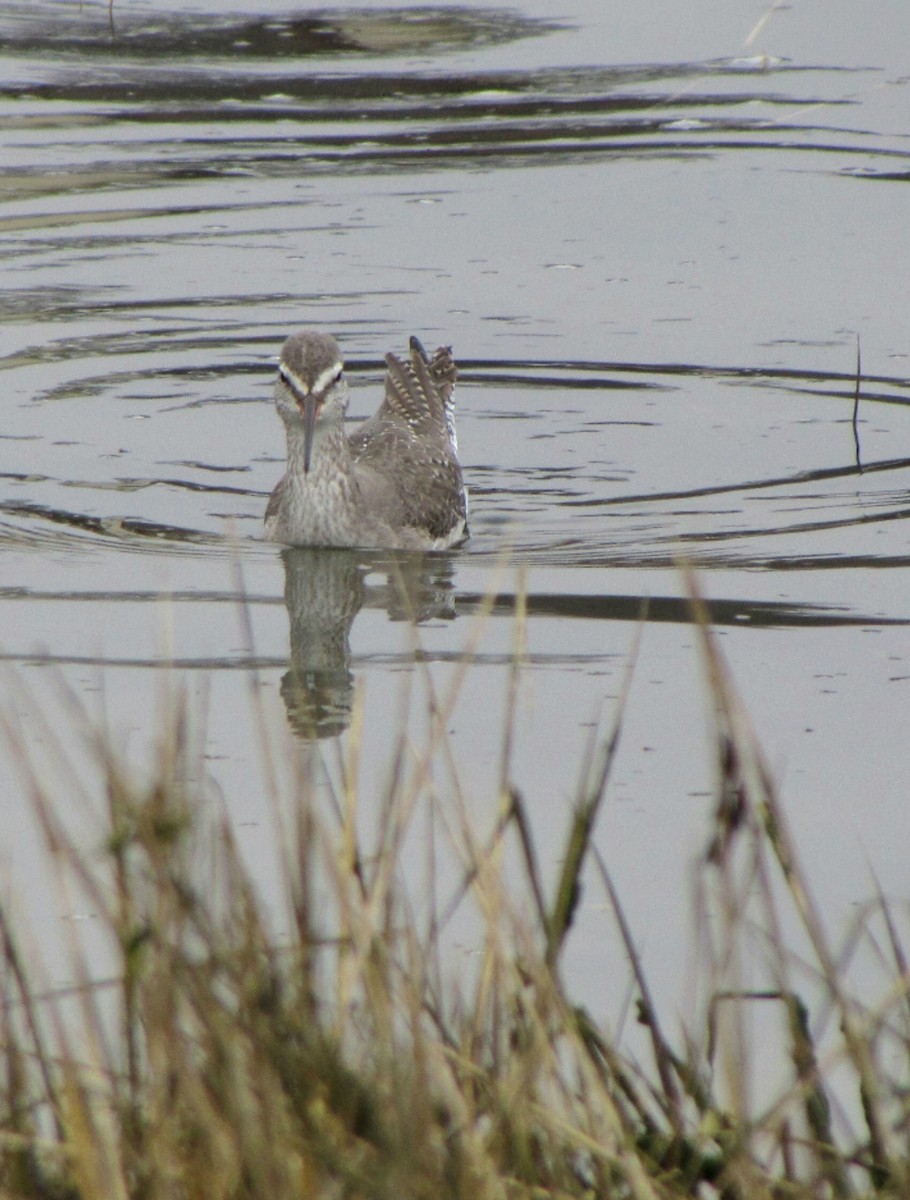 Spotted Redshank - ML619559428