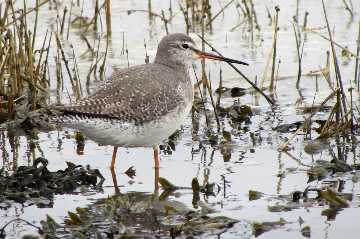 Spotted Redshank - ML619559431