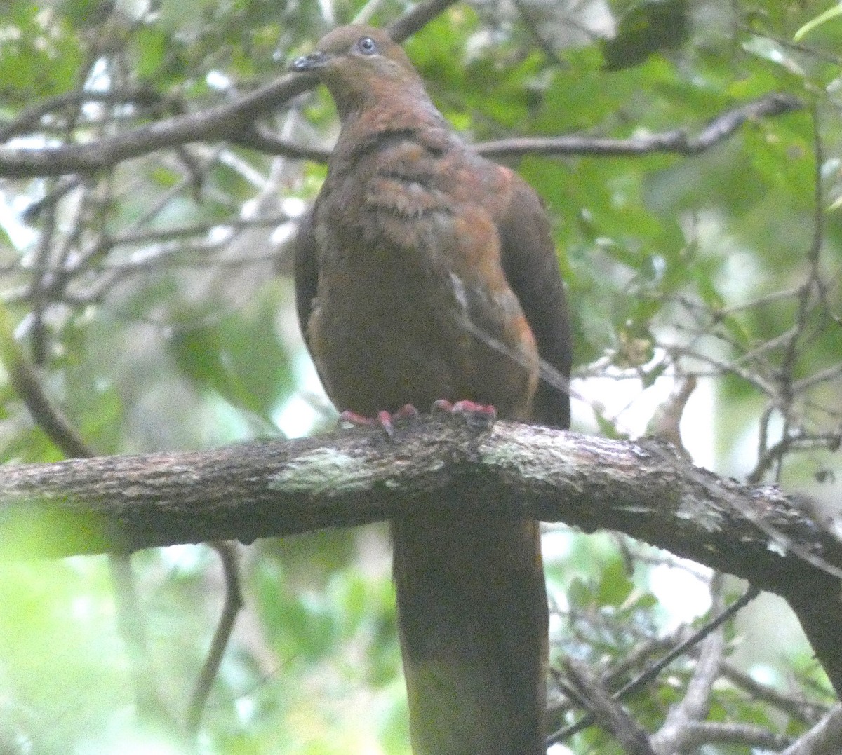 Brown Cuckoo-Dove - ML619559434
