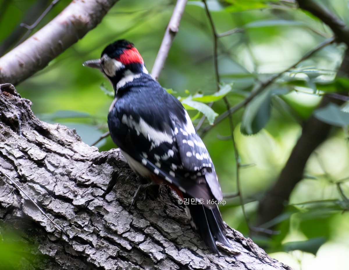 Great Spotted Woodpecker - ML619559494