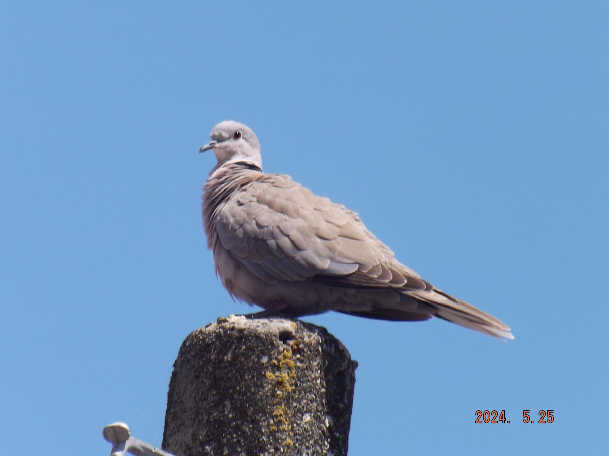 Eurasian Collared-Dove - ML619559563