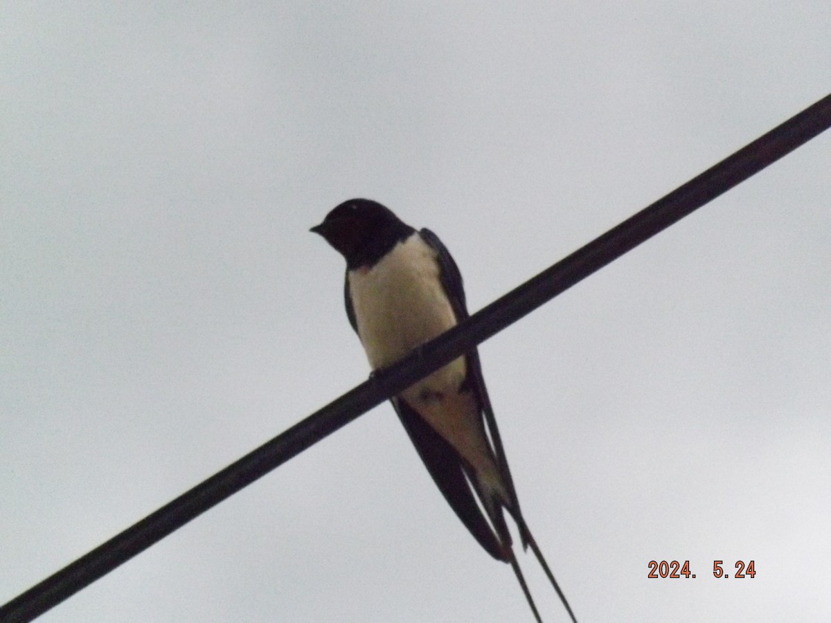Barn Swallow - ML619559564