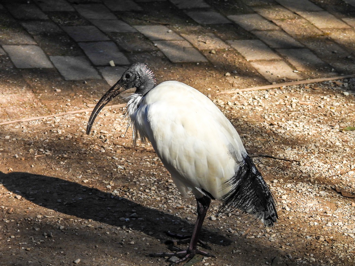 ibis australský - ML619559583