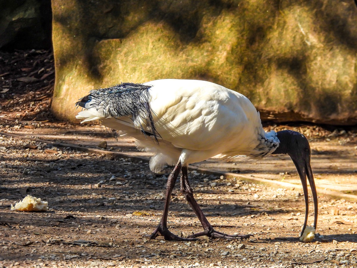 ibis australský - ML619559584