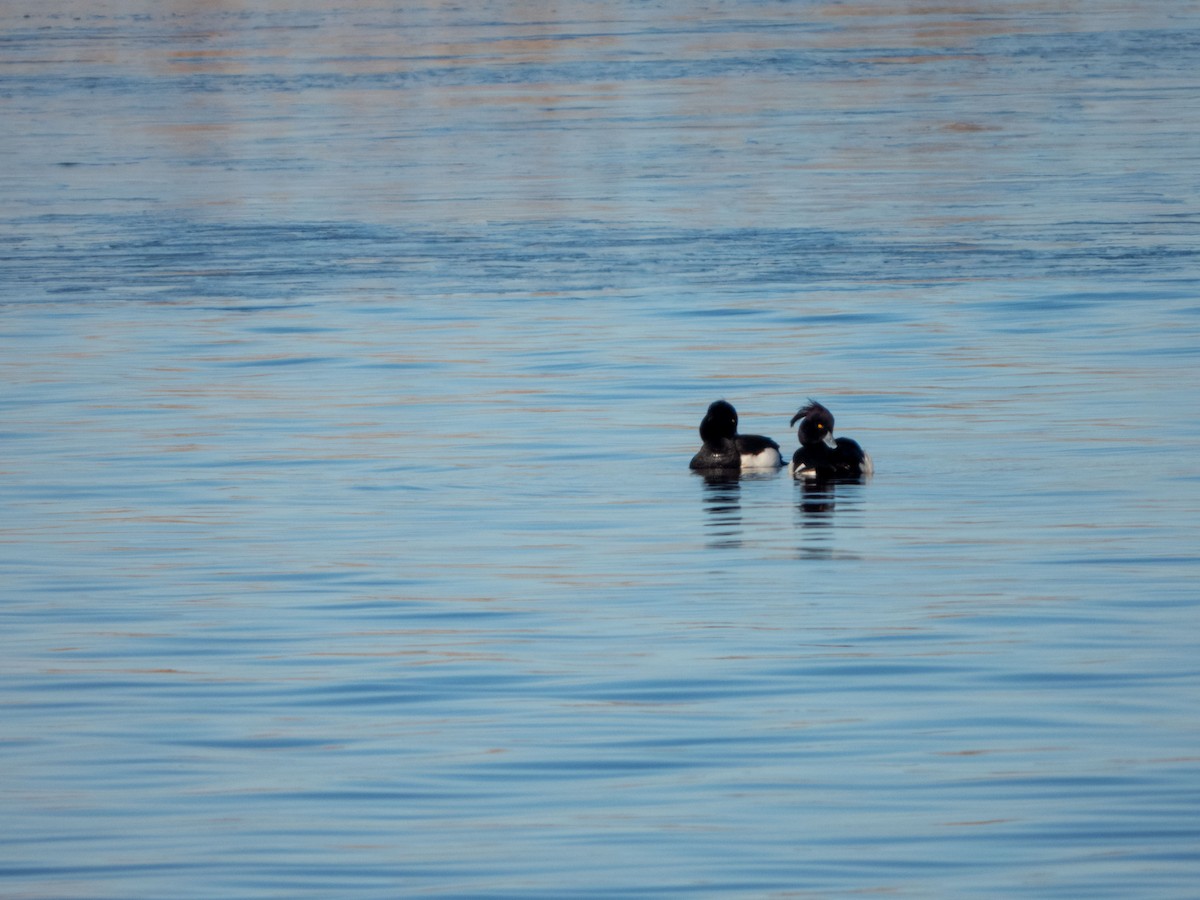 Tufted Duck - ML619559590