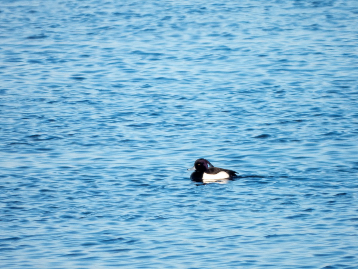 Tufted Duck - ML619559591