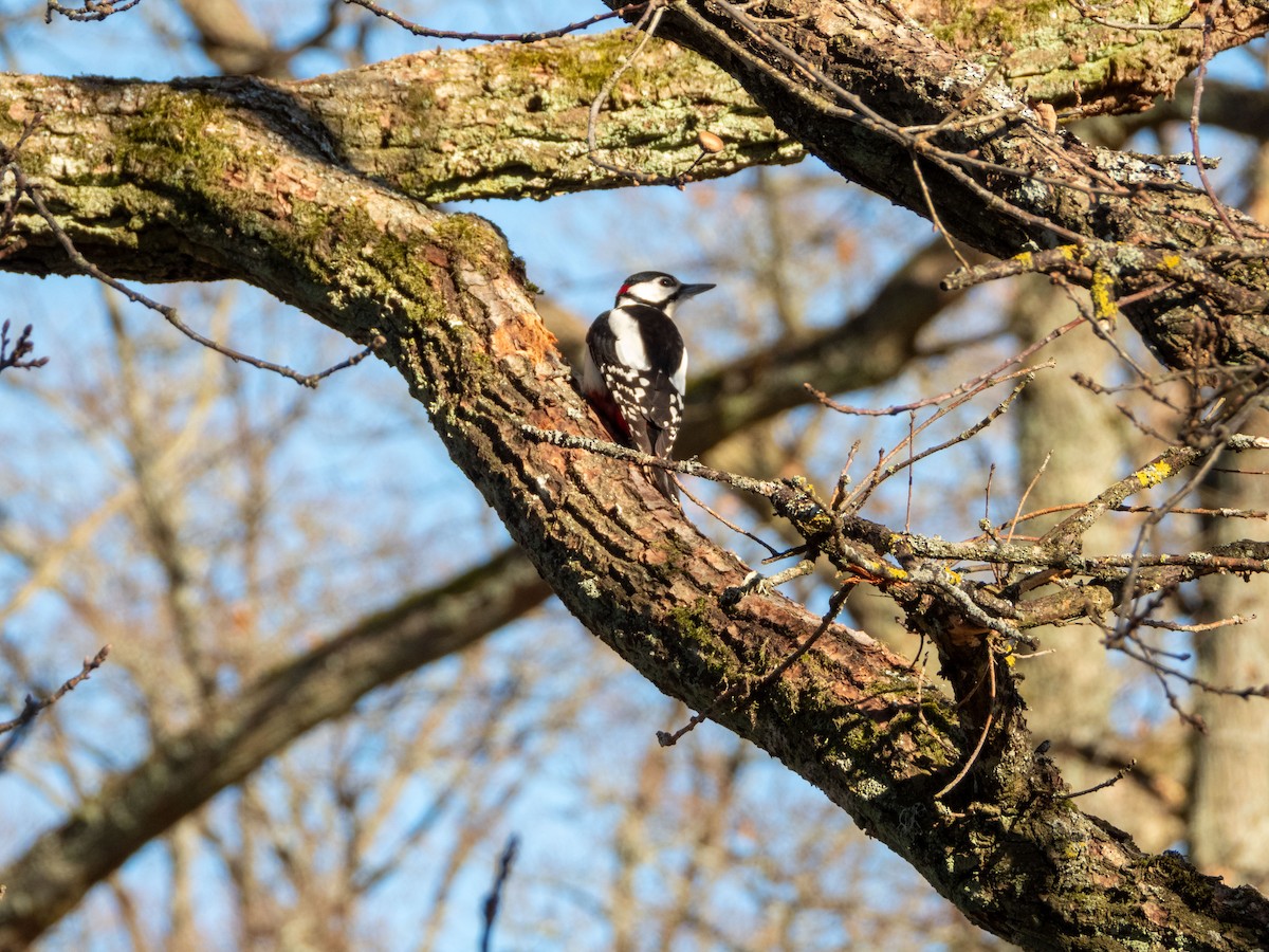 Great Spotted Woodpecker - ML619559598