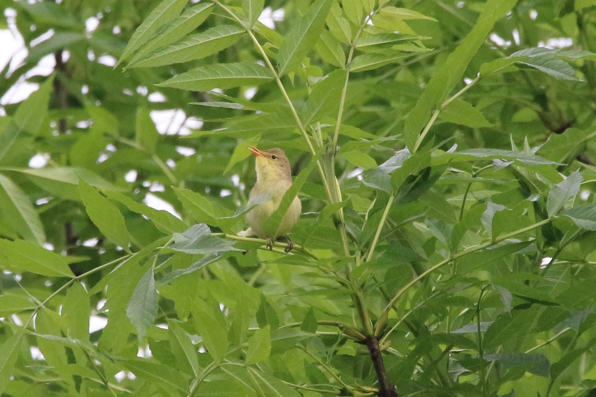 Melodious Warbler - ML619559664