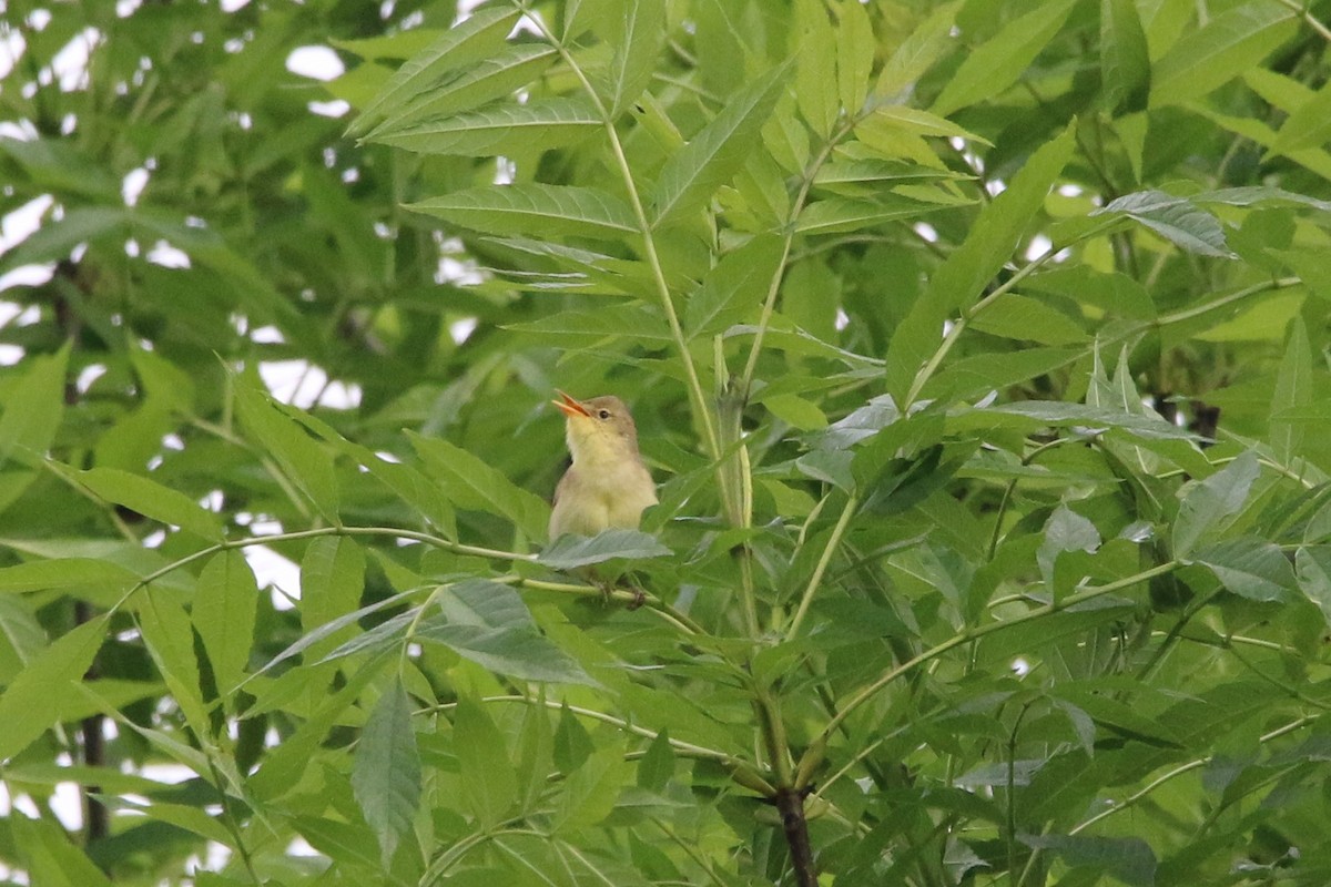 Melodious Warbler - ML619559665