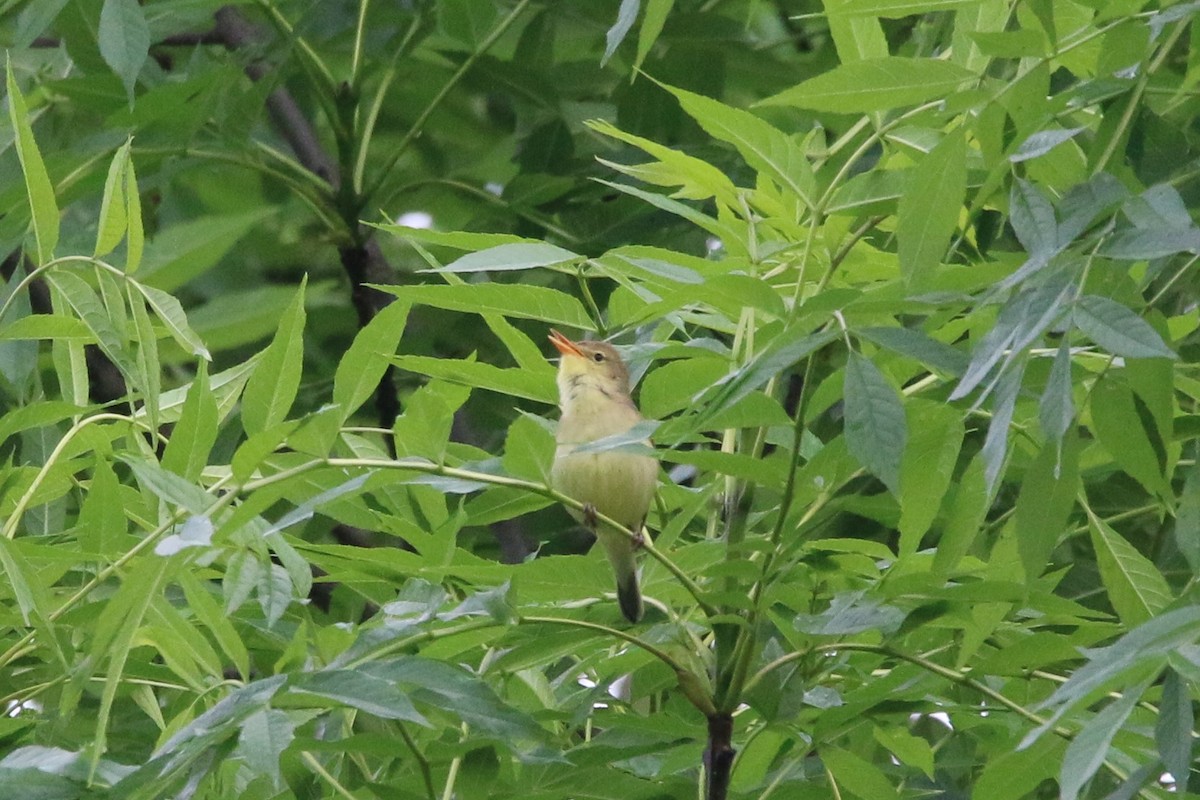 Melodious Warbler - ML619559666